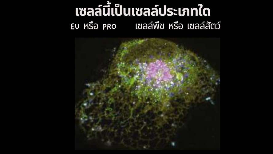 ตัวอย่างสถานการณ์ปัญหาชีววิทยา