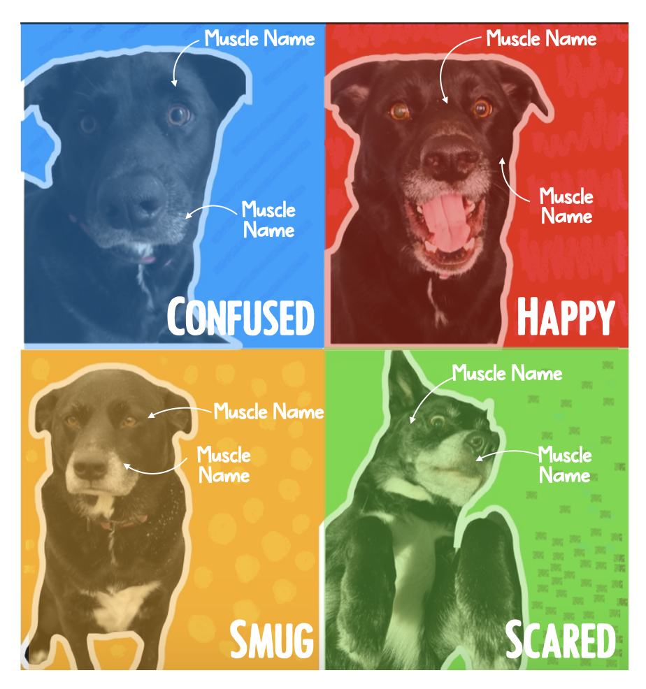 Four pictures of a dog with different pop art filters and labeled face muscles. 