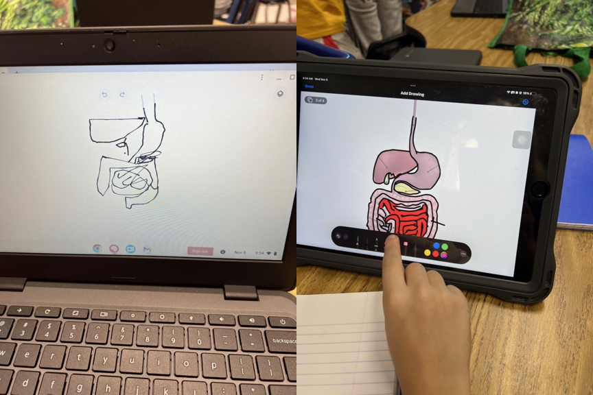 two images of a student drawing the digestive system, one in Google Draw, one in Keynote.