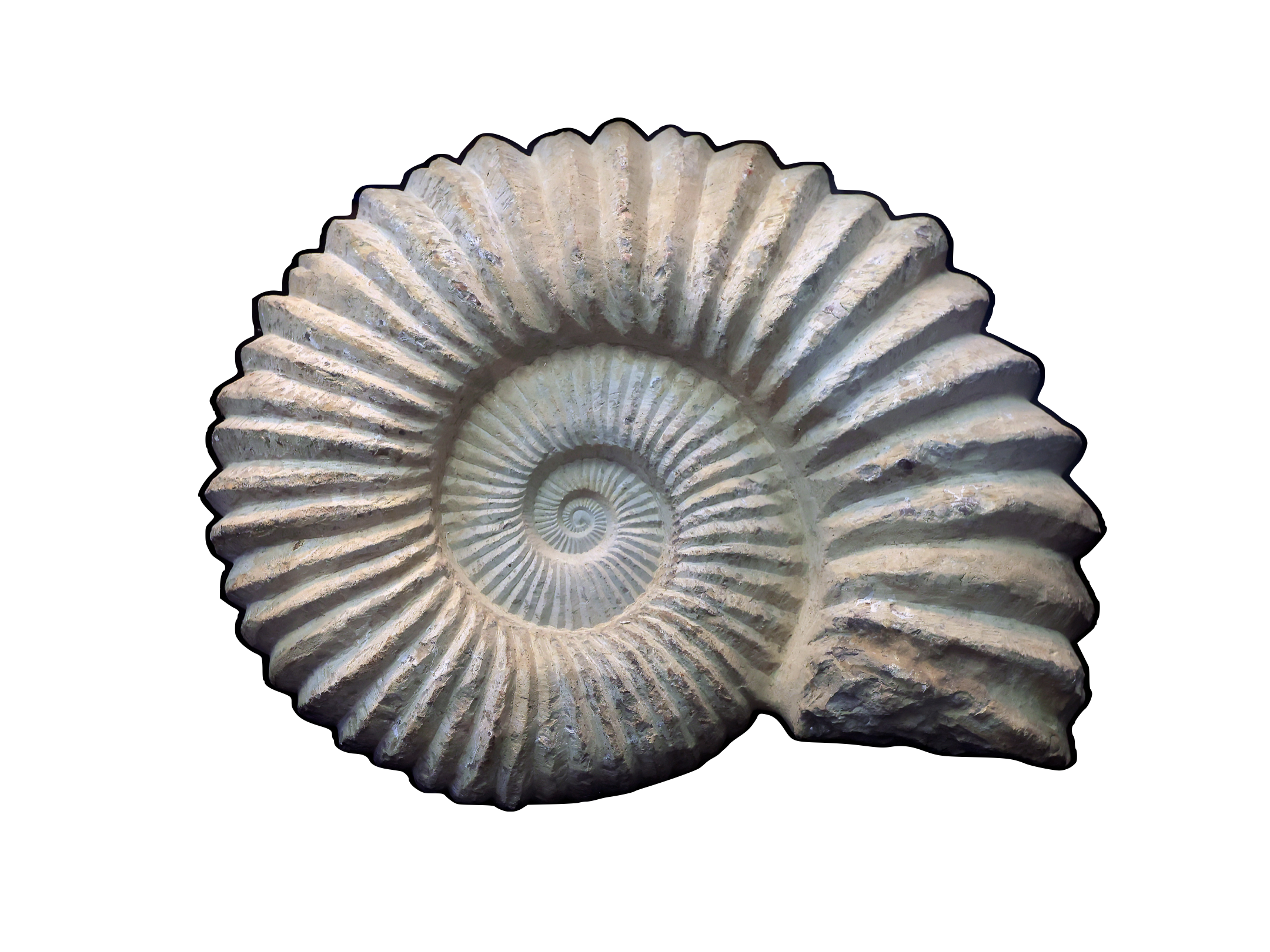 Image depicting a shell in the form of the Golden Ratio spiral. 