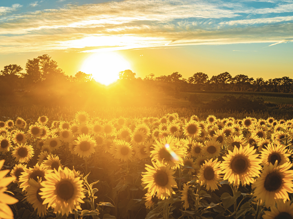 Image depicting a field of sunflowers with a tree-line in the background. Behind the tree-line the sun is setting. 
