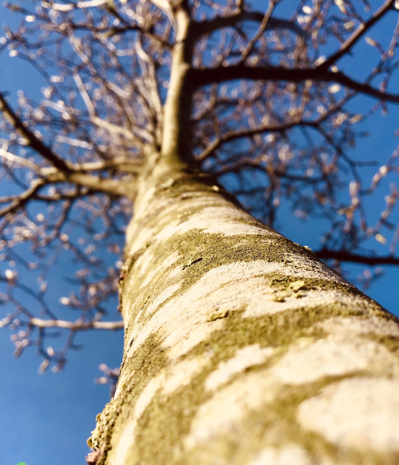 This image is a picture of a look up along a beech tree that's lost its leaves, to a clear blue sky