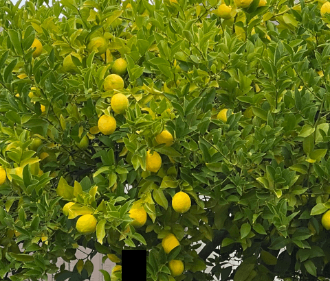 Tree with lemon ornaments 