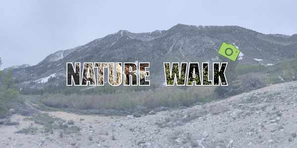 Picture of a mountain range with the word nature walk in the foreground. Nature walk has images within the letters.