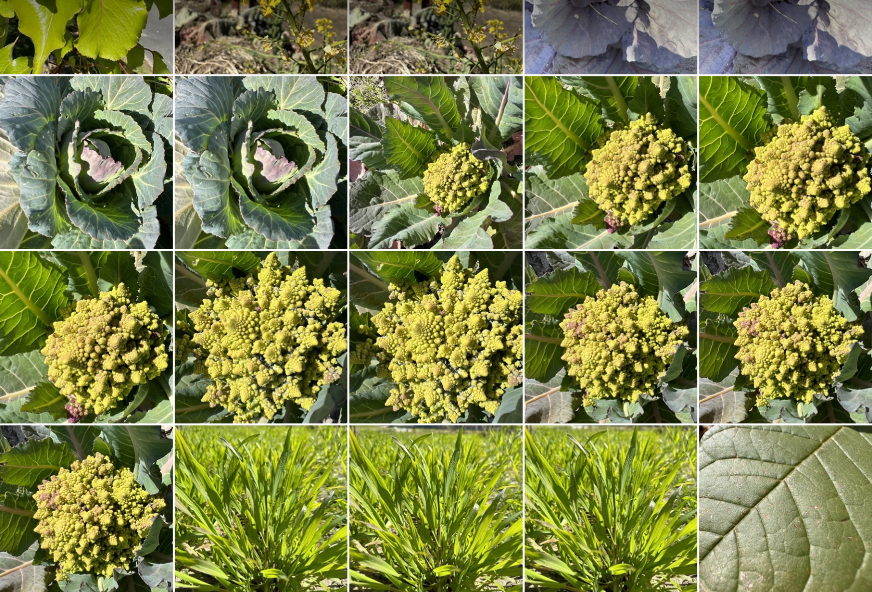 Screenshot of a camera reel full of images of different plants.