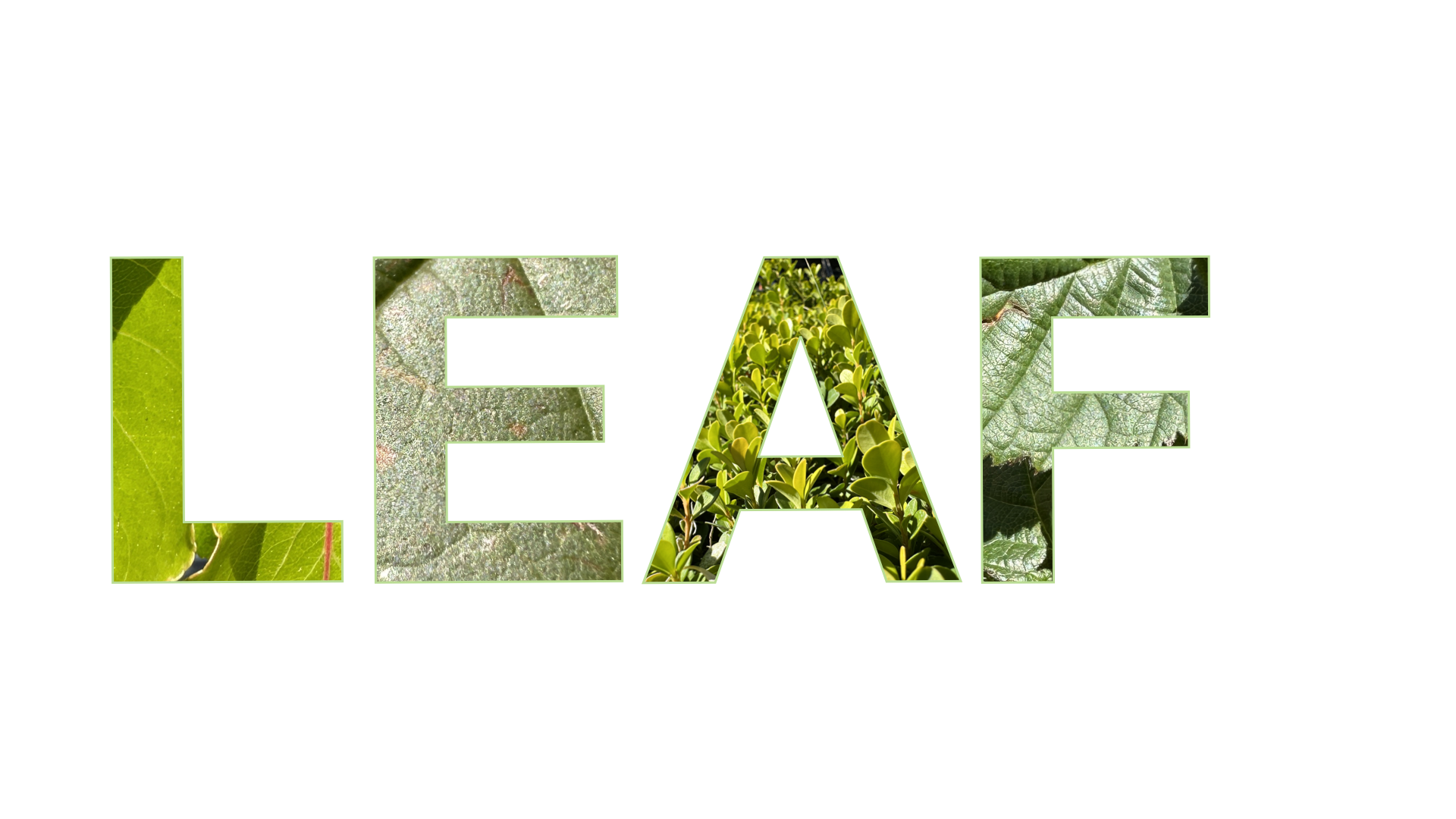 The word leaf with different images of leaves inside each of the letters.